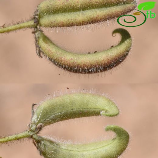 Astragalus commixtus