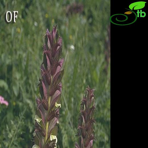 Acanthus hirsutus