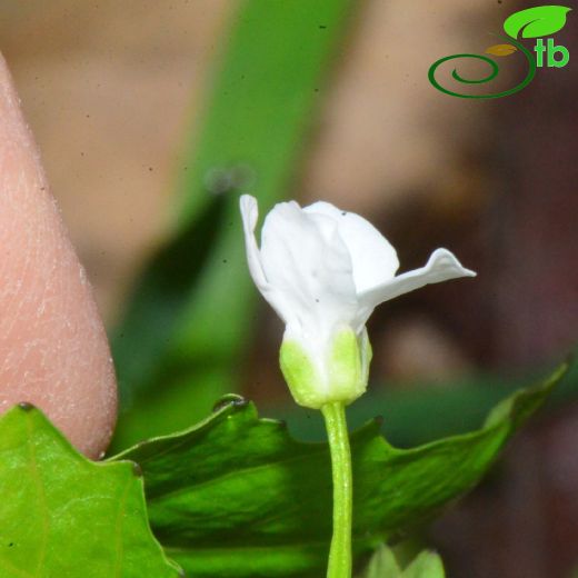 Pachyphragma macrophyllum