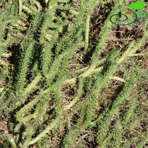 Austrocylindropuntia