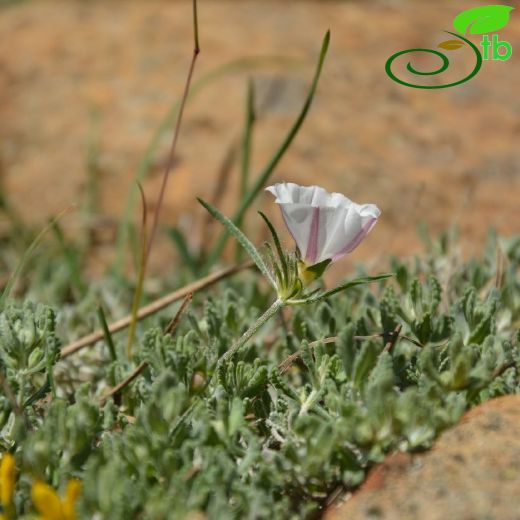 Convolvulus libanoticus