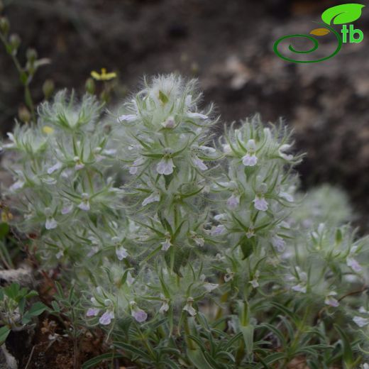 Stachys lavandulifolia