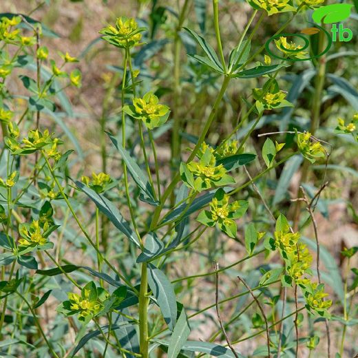 Euphorbiaceae-Sütleğengiller