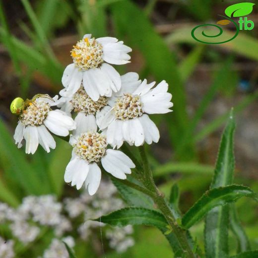 Asteraceae-Papatyagiller