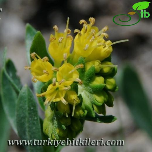 Moltkia aurea