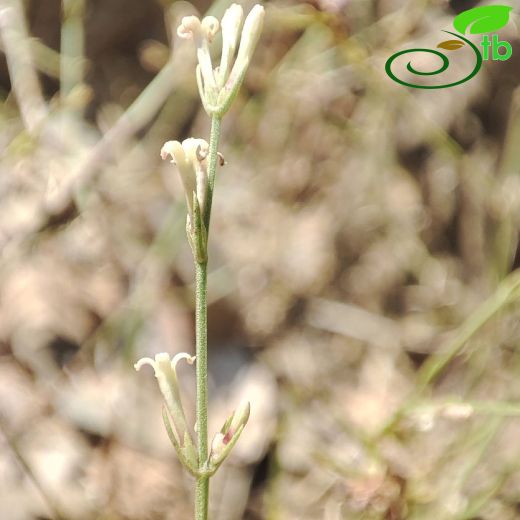 Rubiaceae-Kökboyagiller