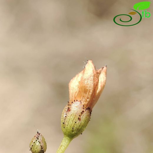 Hypericaceae-Kantarongiller