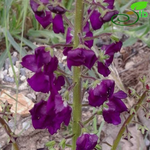 Scrophulariaceae-Sıracaotugiller