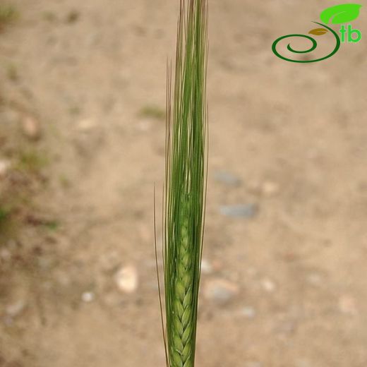 Hordeum vulgare