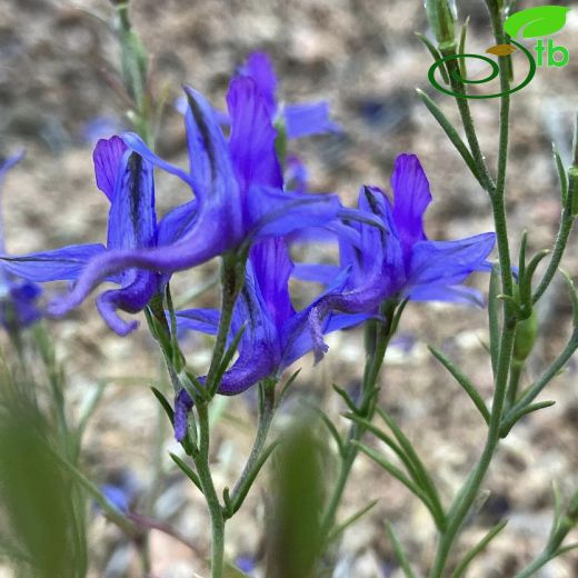 Delphinium armeniacum