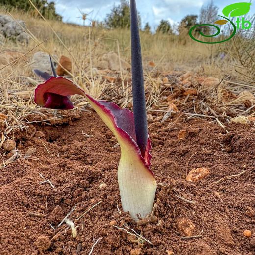 Araceae-Yılanyastığıgiller
