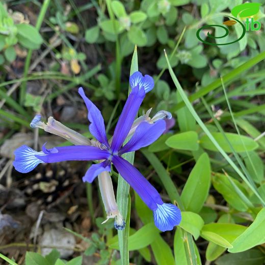 Iris-Süsen