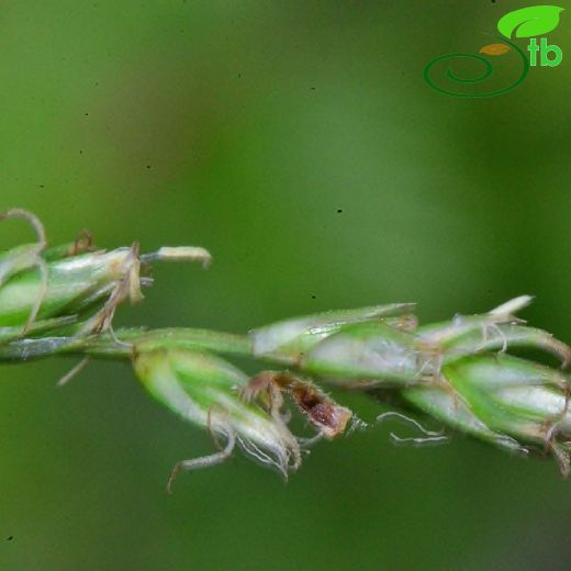 Cyperaceae-Hasırotugiller