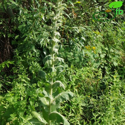 Verbascum lydium