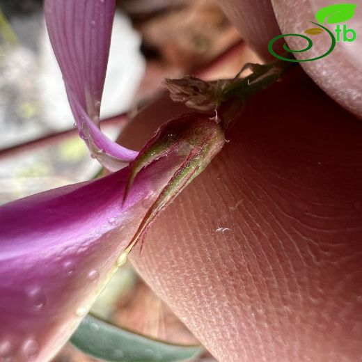 Hedysarum antitauricum