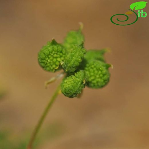 Ranunculus arvensis