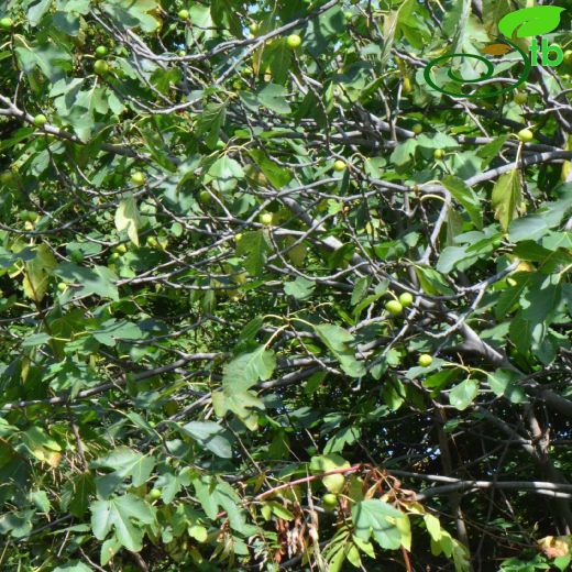 Moraceae-Dutgiller