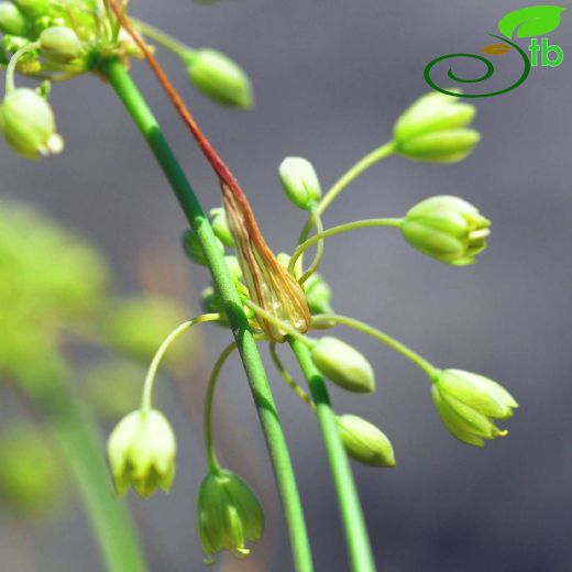 Allium ahmet-tirasii