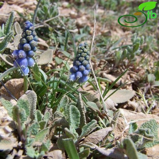 Muscari pallens