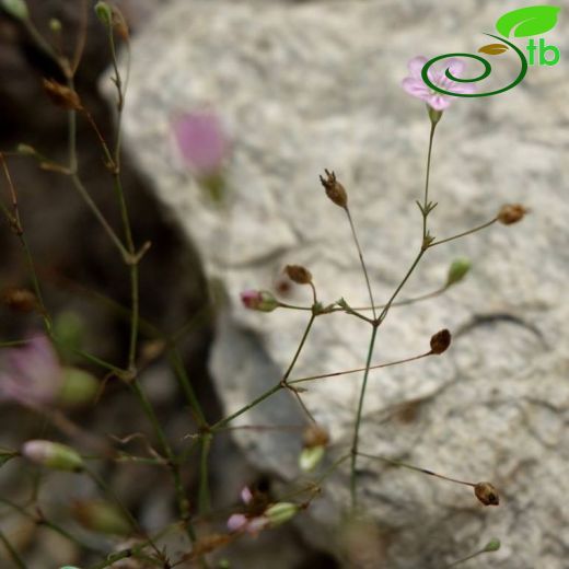 Gypsophila muralis