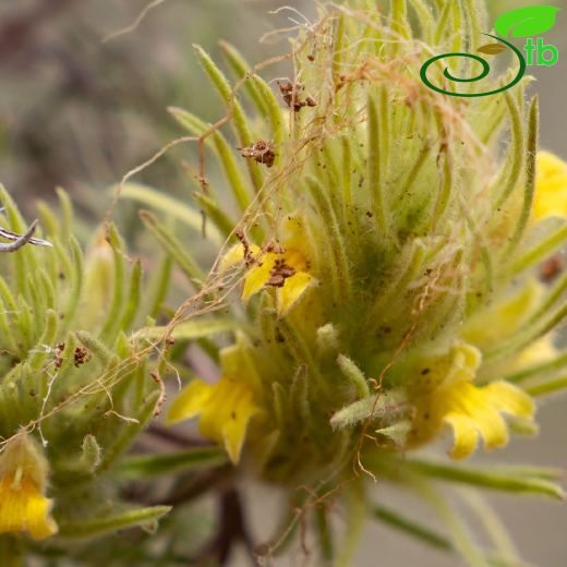 Bungea-Üçkernekotu