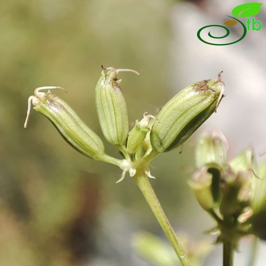 Peucedanum akalinae