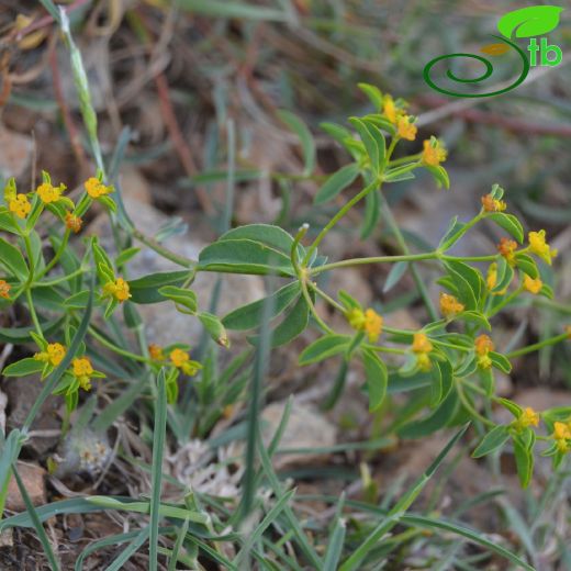 Euphorbia austroanatolica