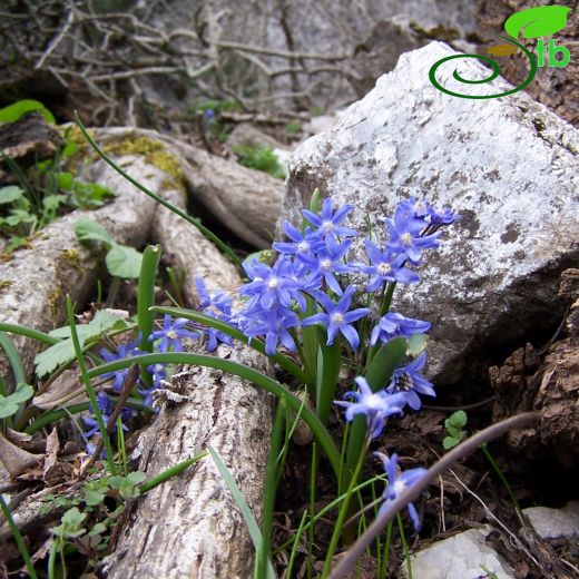 Chionodoxa sardensis