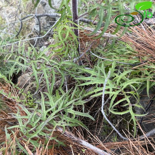 Verbascum-Sığırkuyruğu