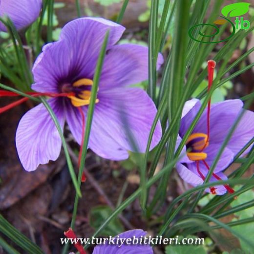 Crocus sativus