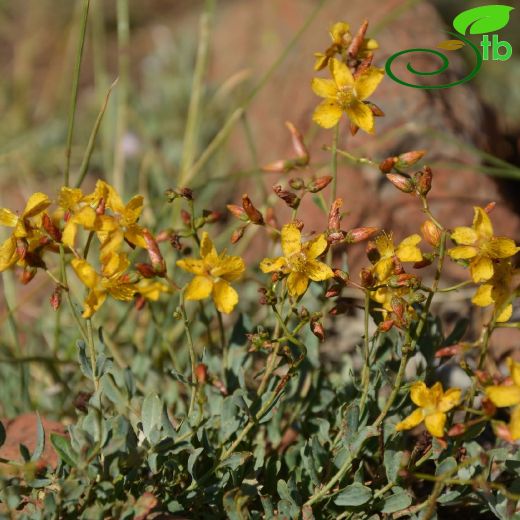 Hypericum bourgaei