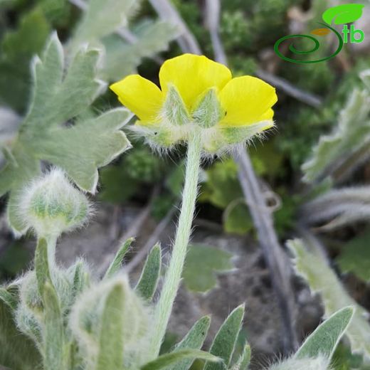 Ranunculus argyreus