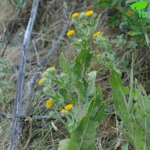 Inula oculus-christi