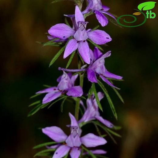 Delphinium axilliflorum