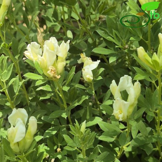Cytisus albus