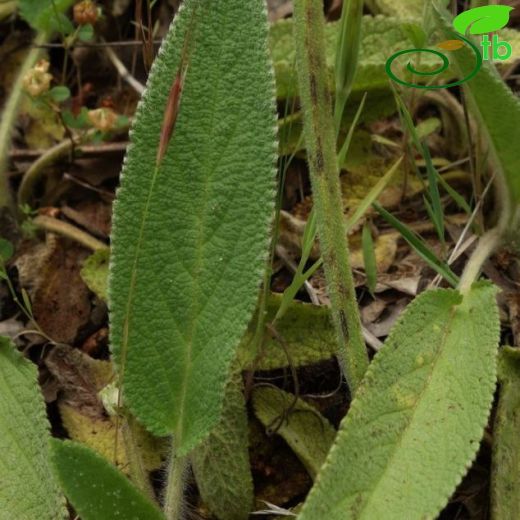 Stachys obliqua