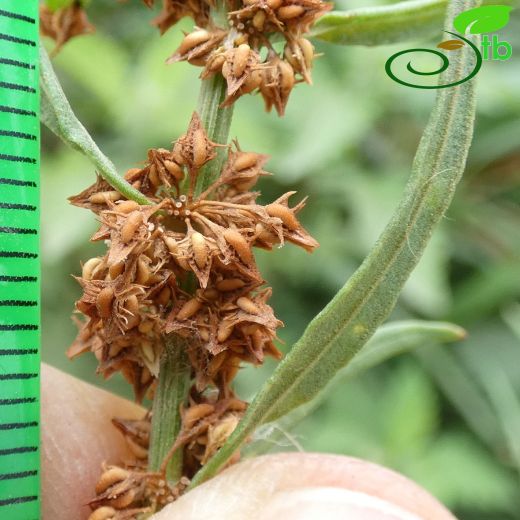 Rumex-Labada