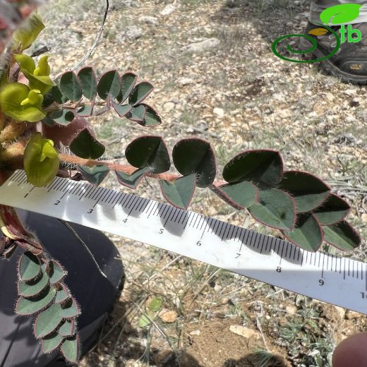 Astragalus fabaceus