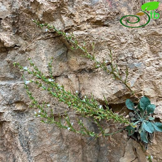 Campanula-Çançiçeği