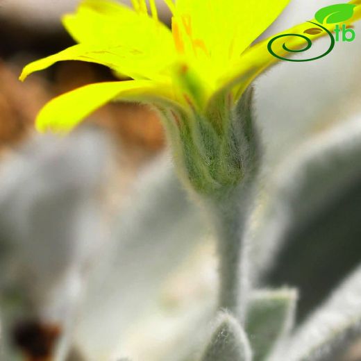 Asteraceae-Papatyagiller
