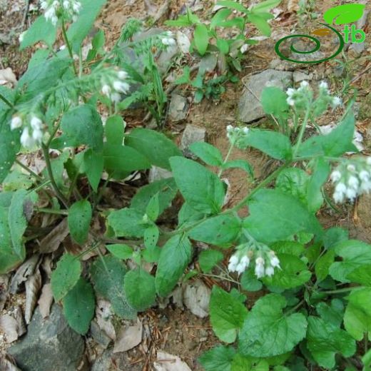 Symphytum pseudobulbosum