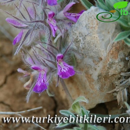 Stachys lavandulifolia