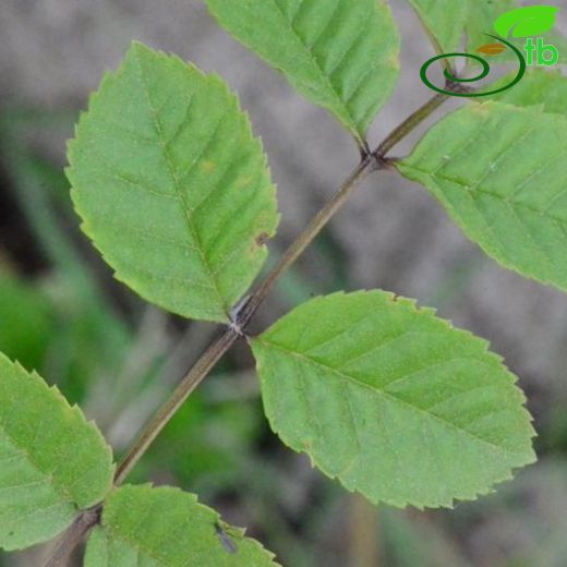 Fraxinus excelsior