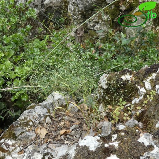 Eremopoa capillaris