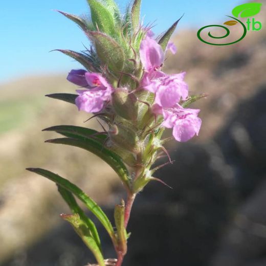 Stachys melampyroides