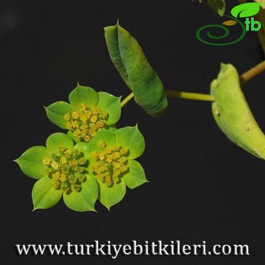 Bupleurum intermedium