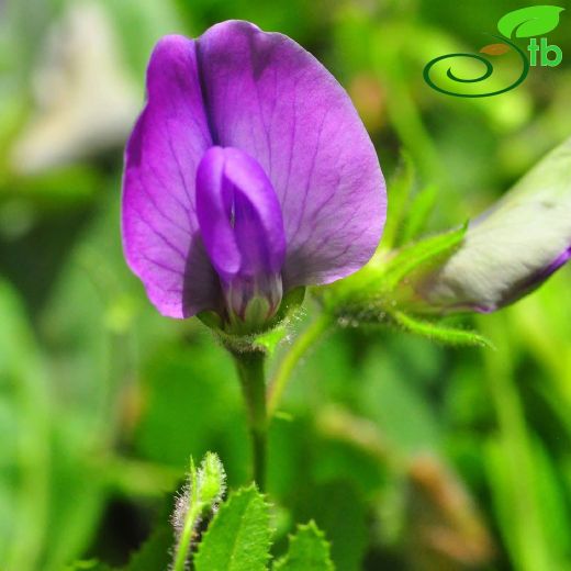 Cicer isauricum