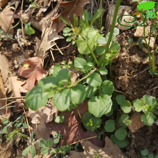 Cardamine hirsuta