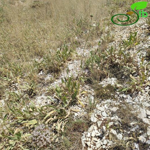 Cephalaria elmaliensis