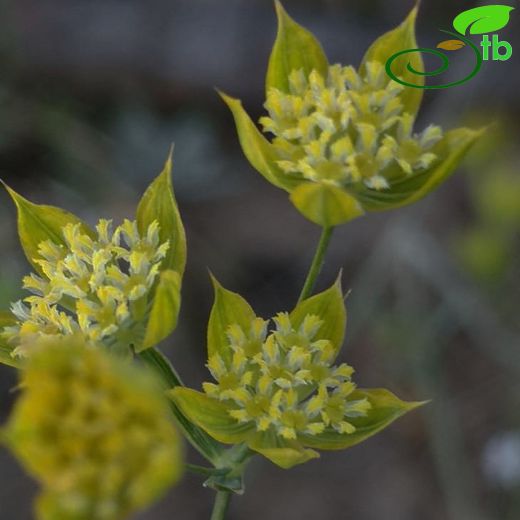 Bupleurum sulphureum